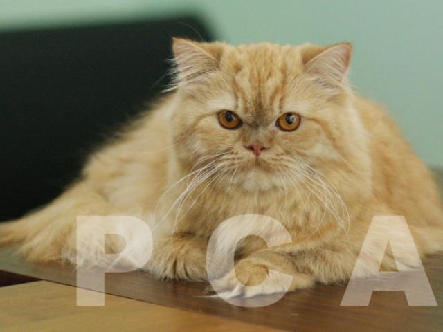 Klasyczne koty perskie